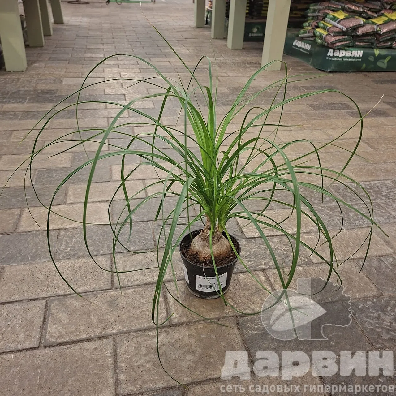 Нолина Рекурвата d12 h35 