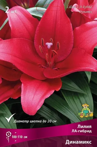 Луковица Лилия ЛА-гибрид Динамикс 2шт Поиск 