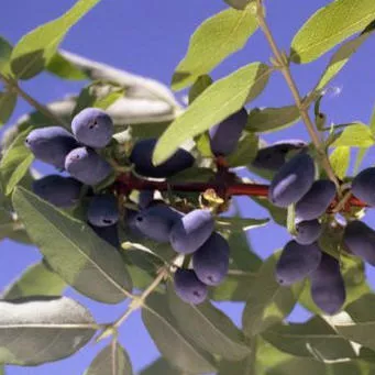 Жимолость плодовая Войтек Р11 