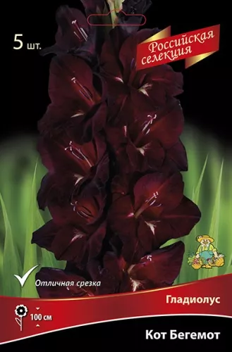 Луковица Гладиолус крупноцветковой Кот Бегемот 12/14 3 шт Поиск 