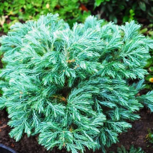 Кипарисовик горохоплодный Булевард С10, 40-60см 