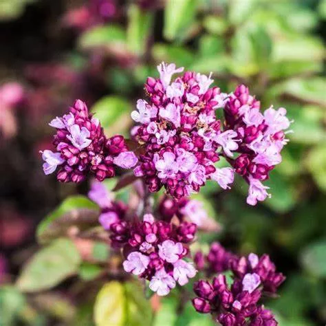 Душица кассета 6шт ЕГ 