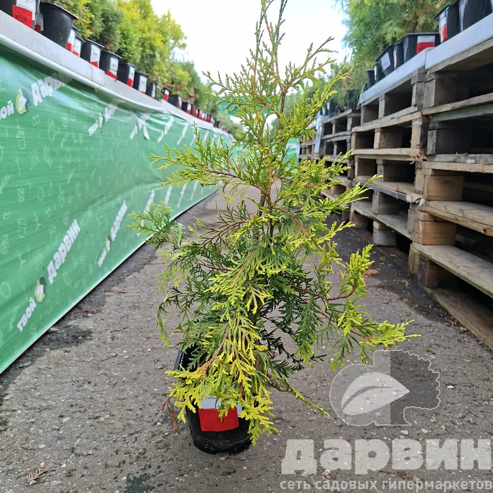 Туя западная Салланд v2 Lav 