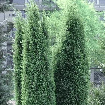 Можжевельник обыкновенный Хиберника C3 60-80 Bor																														 