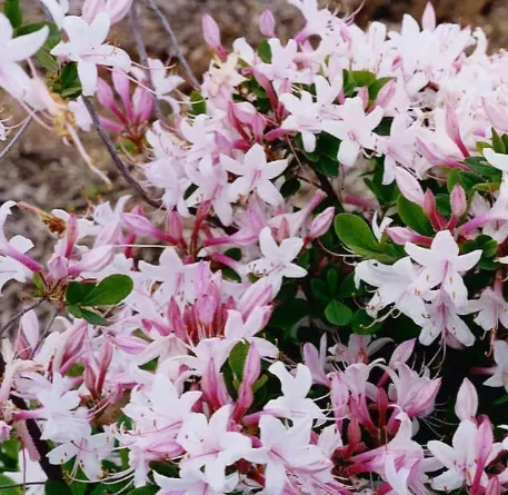 Рододендрон Атлантический v2-3 Tim-FT 