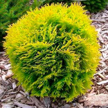 Растение туя западная Globosa Gold C2 20-30 UL 2017 