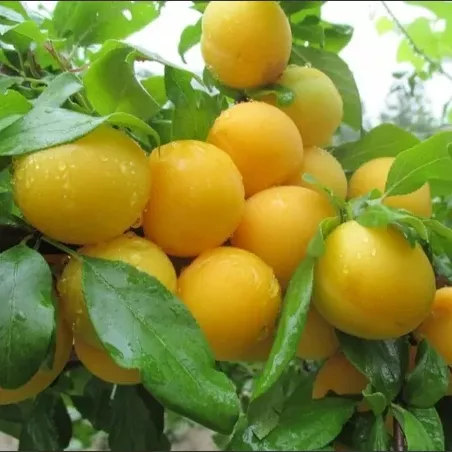 Слива Светлячок v7,5 120-140 ЦО 