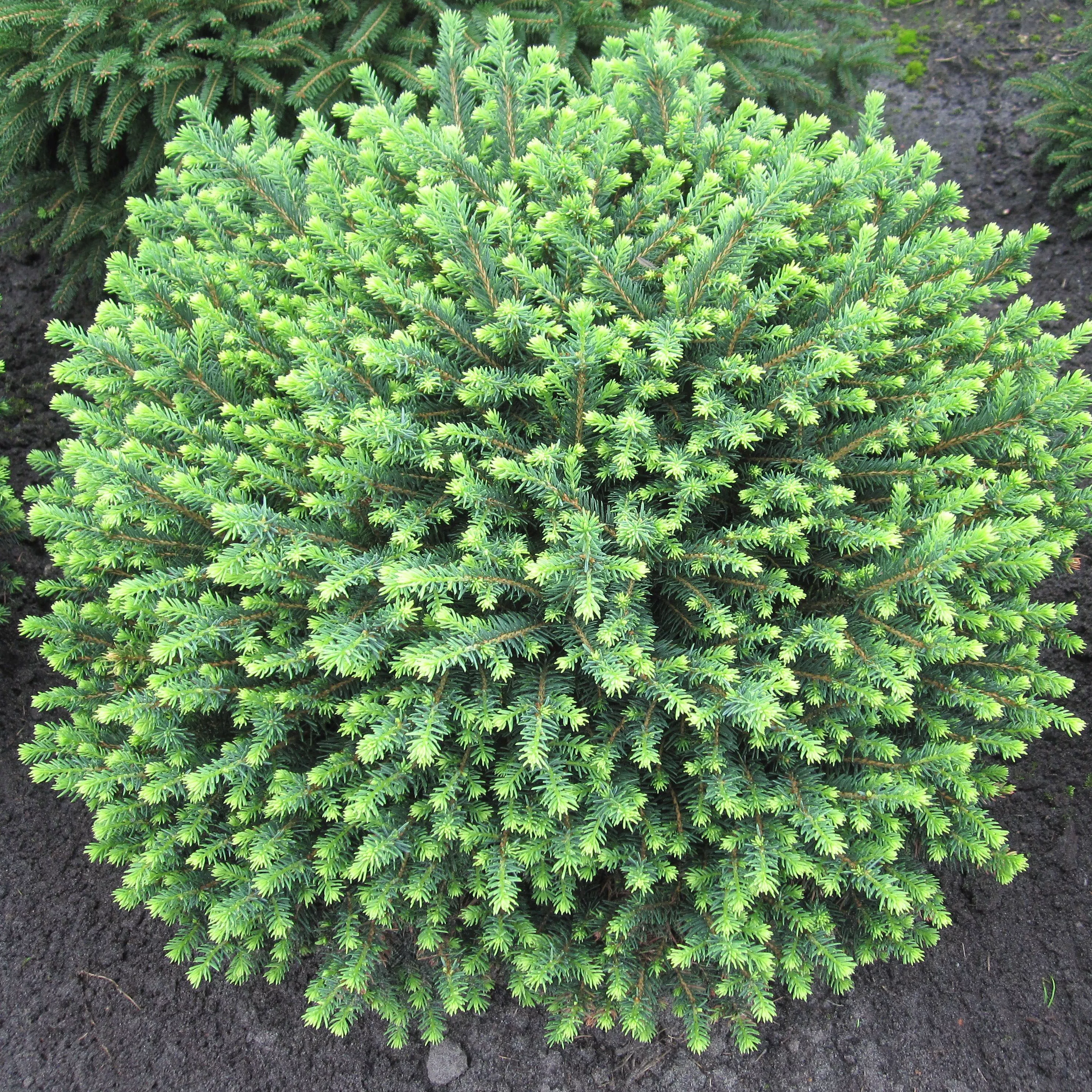 Ель сербская Карел v26 h40-60 