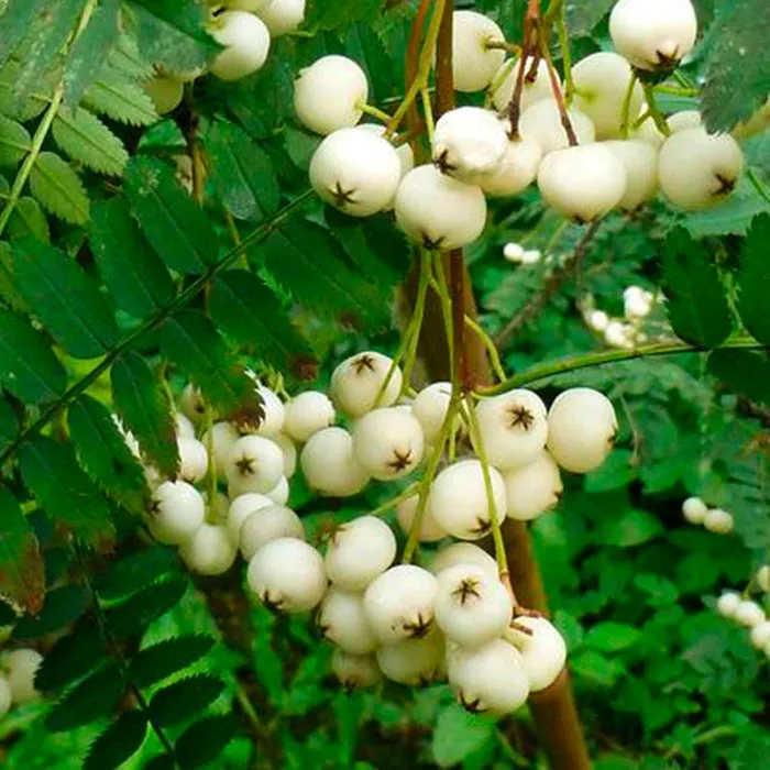 Рябина Ред Тип с5, 140-160см 