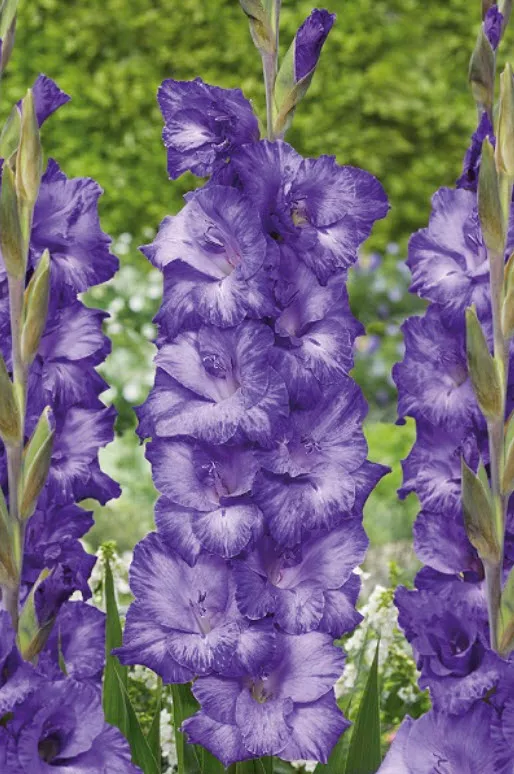 Луковица Гладиолус крупноцветковый Мав Мьюз 10/12 10шт. Поиск 