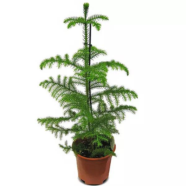 Араукария d19 