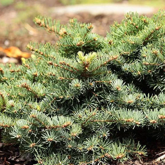 Пихта великолепная Моунт Си C7.5 25-30 cm Sch 