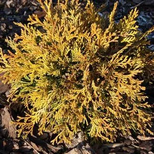 Кипарисовик тупой Бронз Пигми С5 