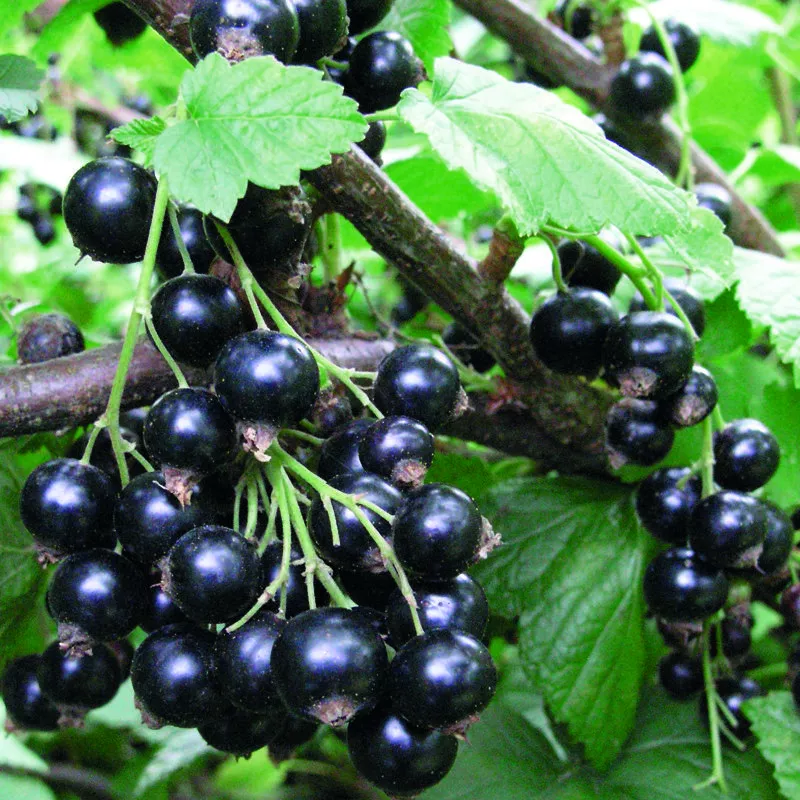 Смородина черная Добрыня v1 Tim 