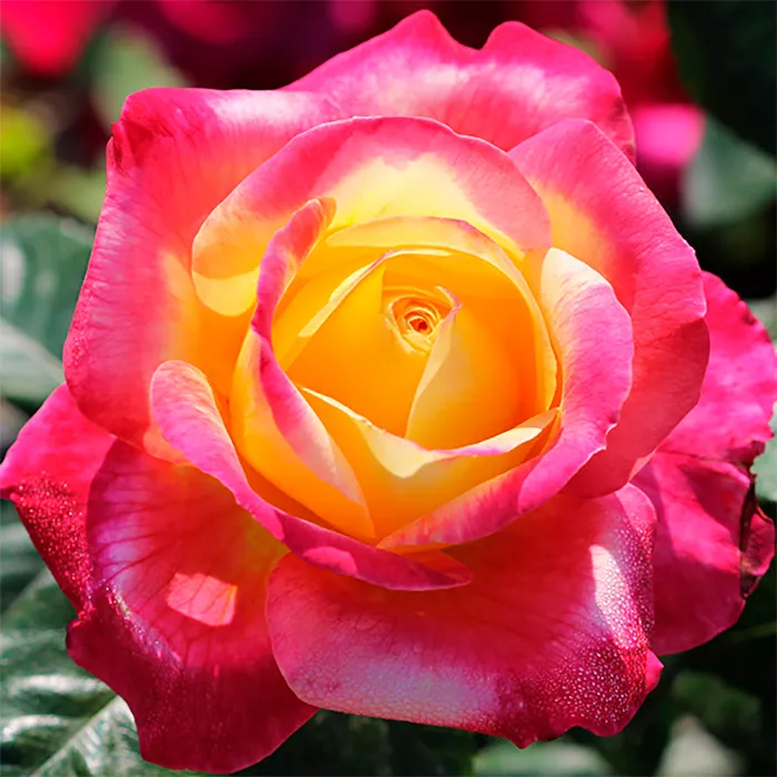 Роза чайно-гибридная Ориент экспресс v5 Tim 