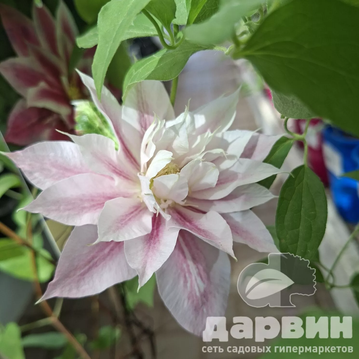 Клематис Андромеда v2 CL 