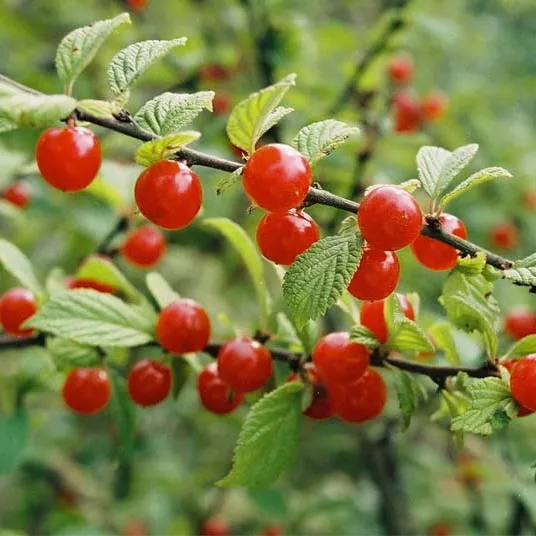 Вишня войлочная С5 60-80 ЦО 