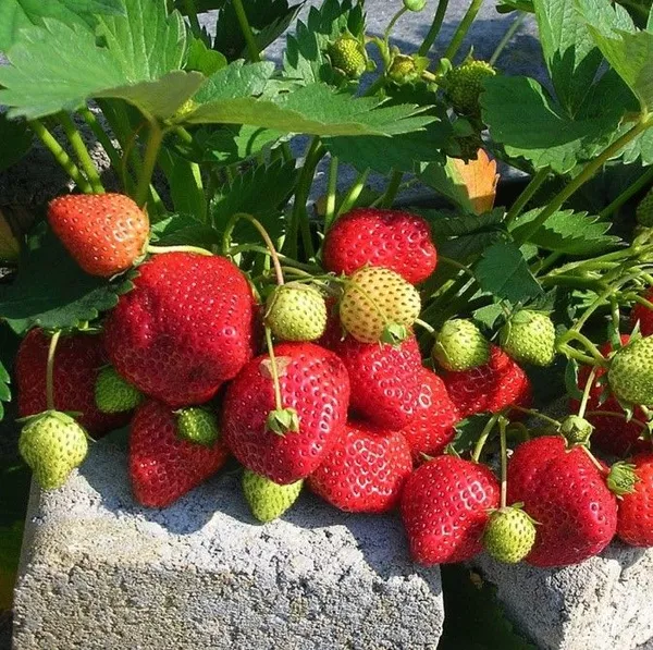 ОсновноеИзображение