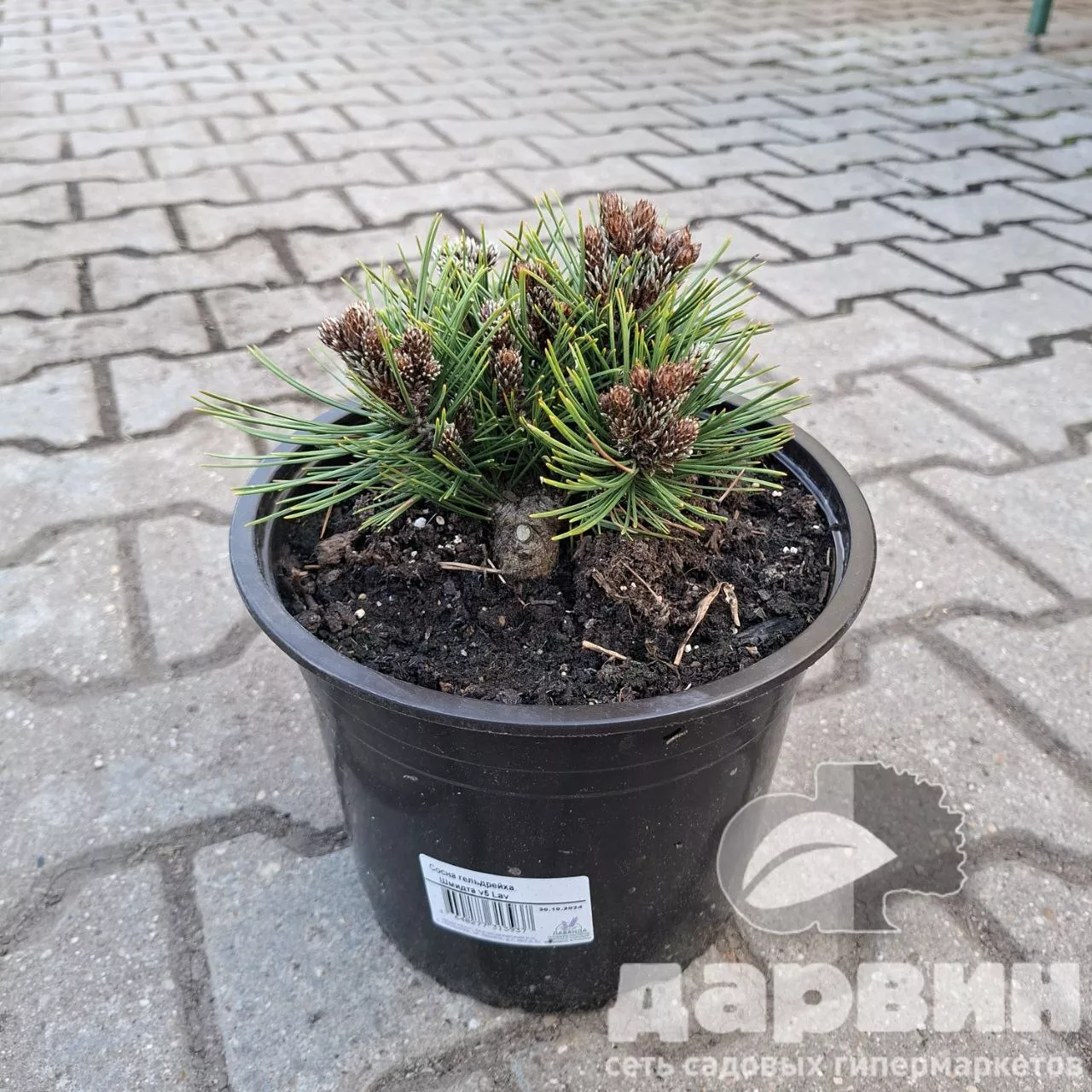 Сосна гельдрейха Шмидта v5 Lav 