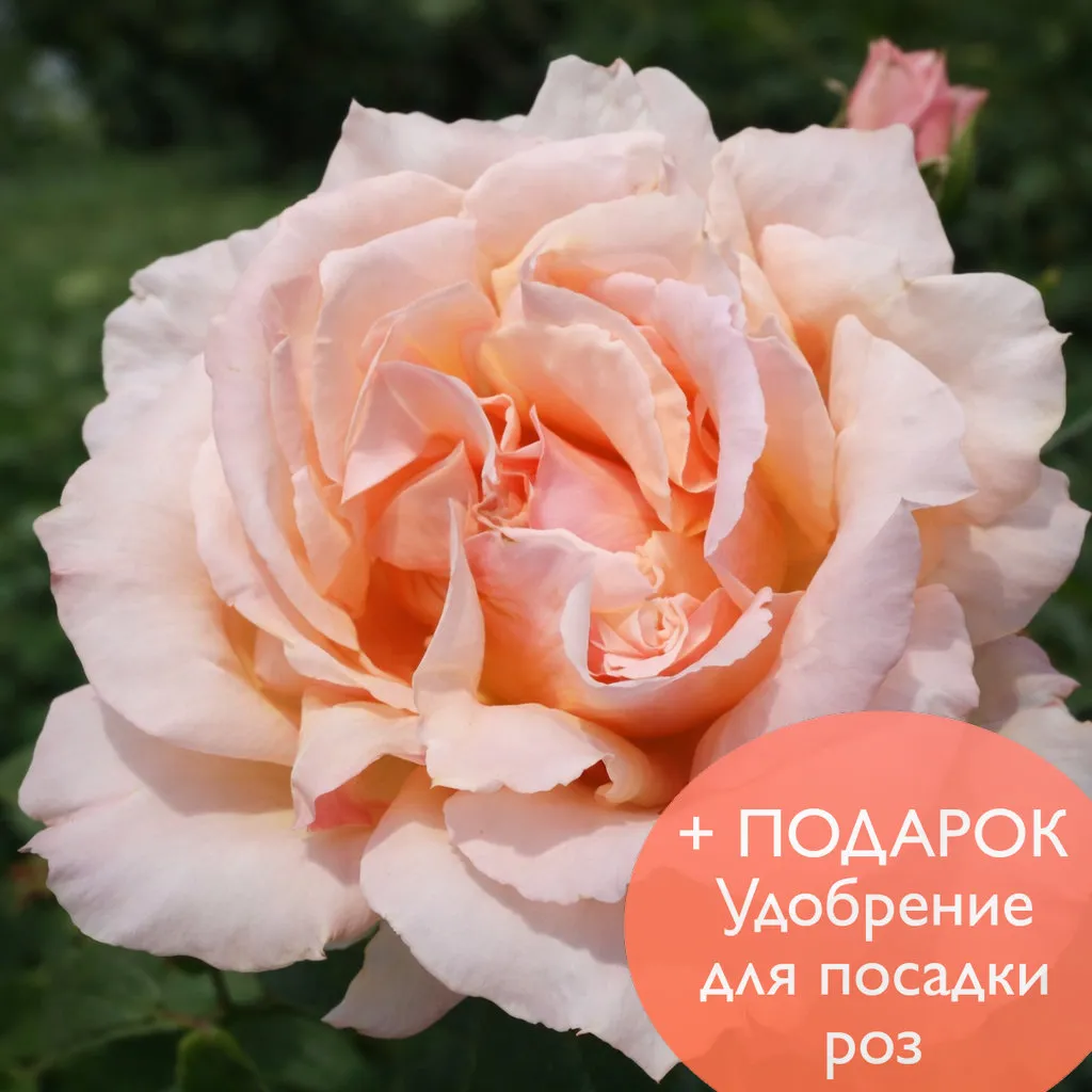 Роза чайно гибридная Медальон в коробке Биосфера 