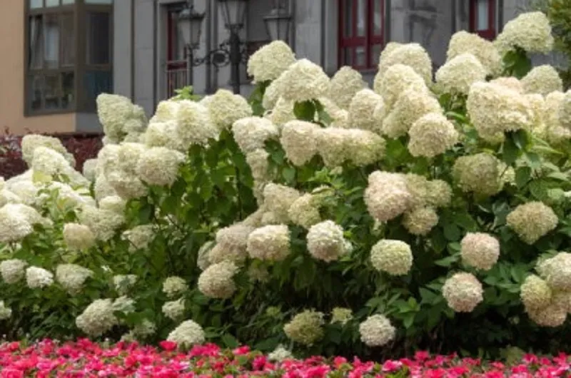 Выберите шикарную гортензию Выберите шикарную гортензию