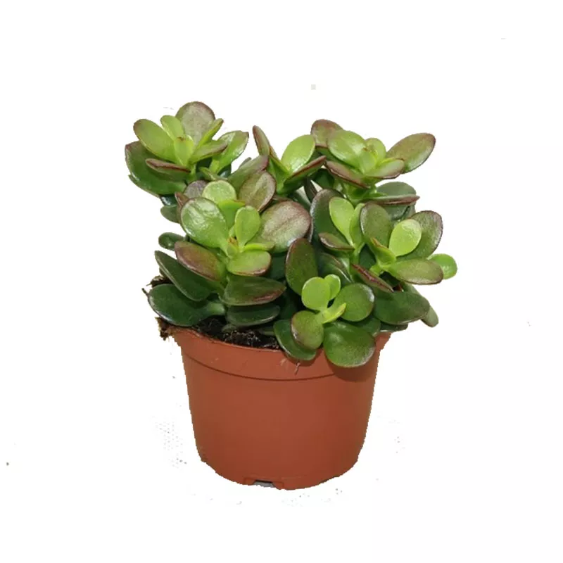 Крассула Овата Минор d10 