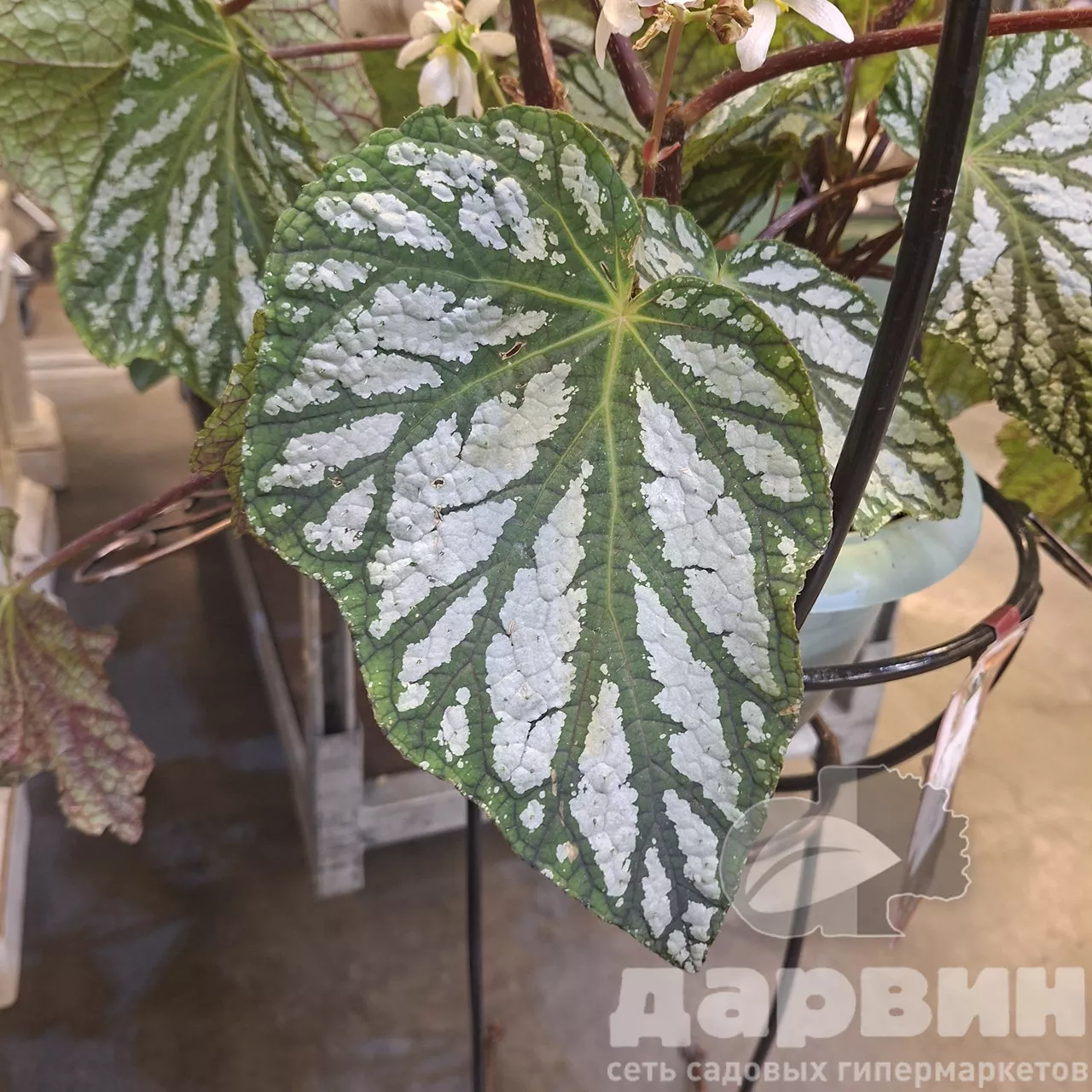 Бегония Рекс d19 h37 Tim 