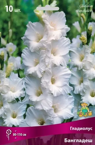 Клубень Гладиолус крупноцветковый Бангладеш 10/12 10шт Поиск 