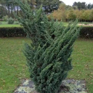 Можжевельник китайский Блаув C5, 15-20YP 