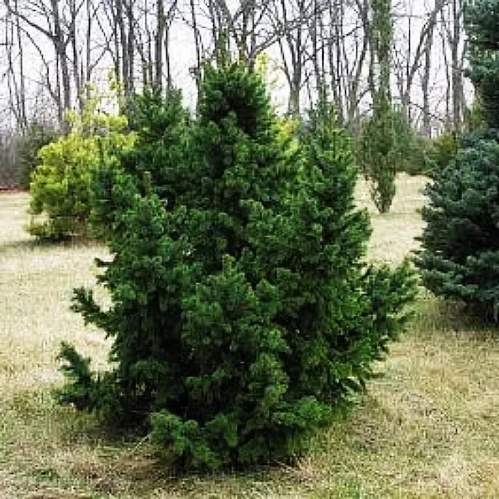 Растение ель обыкновенная Kamon c15 60-80 Lt 