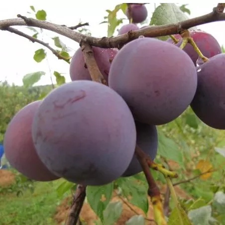 Слива Памятная v 5-10 