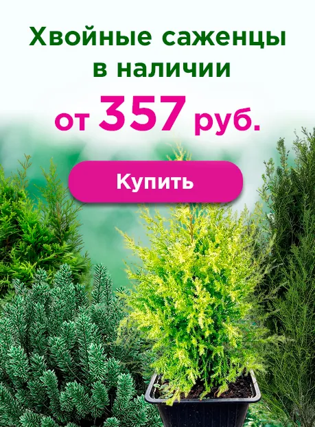 Хвойные саженцы