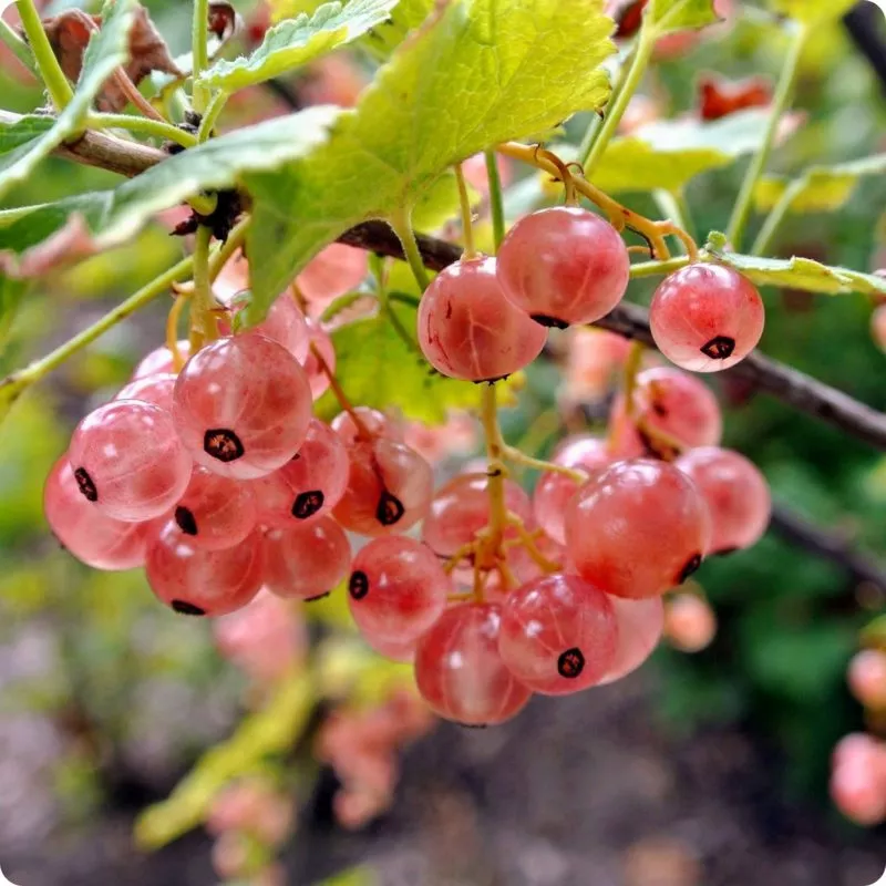 Смородина Розовый жемчуг v5 Tim 