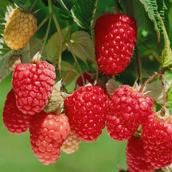 Малина ремонтантная Химбо Топ красн v2 Tim 