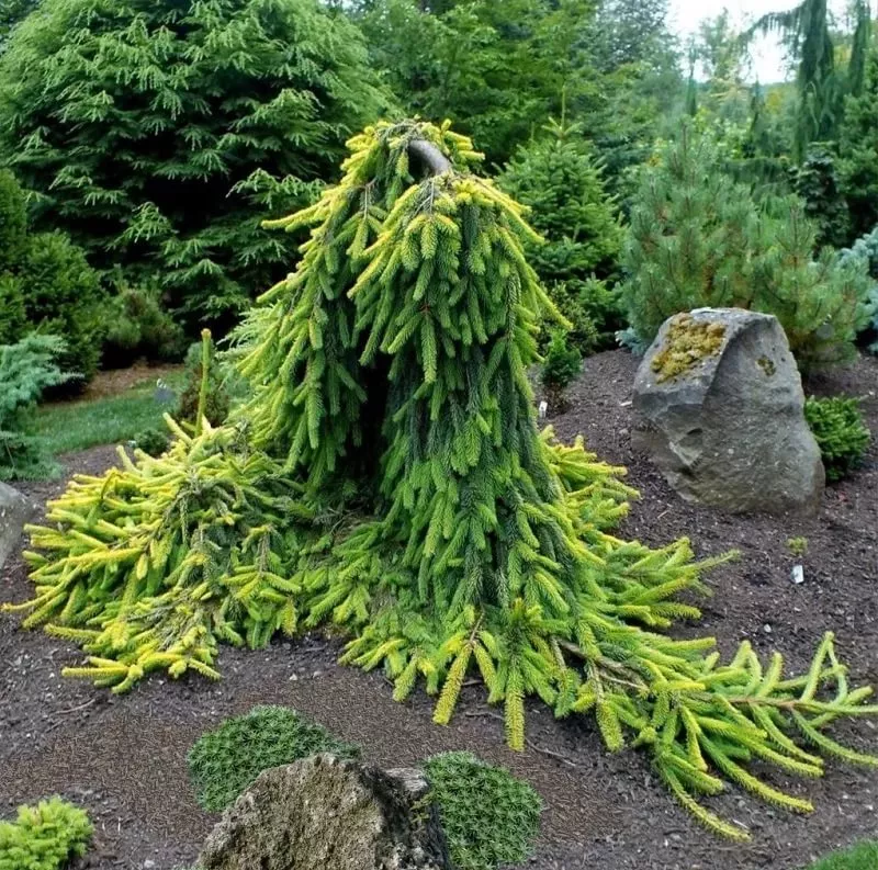 Ель обыкновенная Голд Дрифт 40-50см Mt 