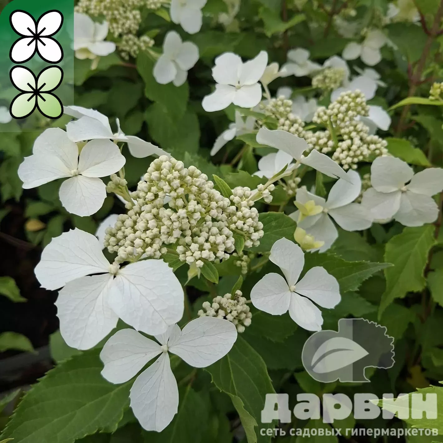 Гортензия метельчатая Левана С5 FD  