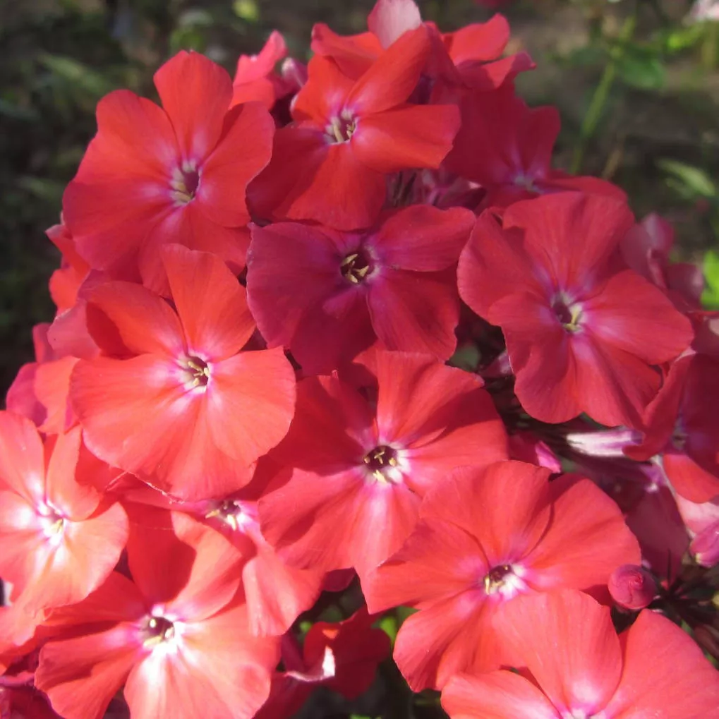 Корневище Флокс метельчатый Ориндж Перфекшн,1 шт. 