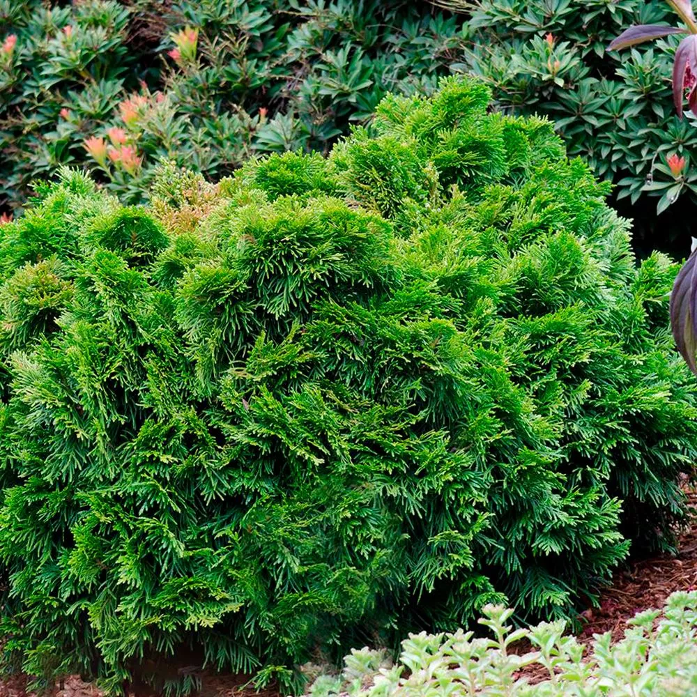 Туя складчатая Грюне Кюгель С20 40-50 TW 