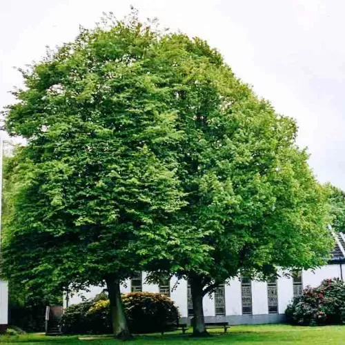 Липа крупнолистная 3 л ХР 