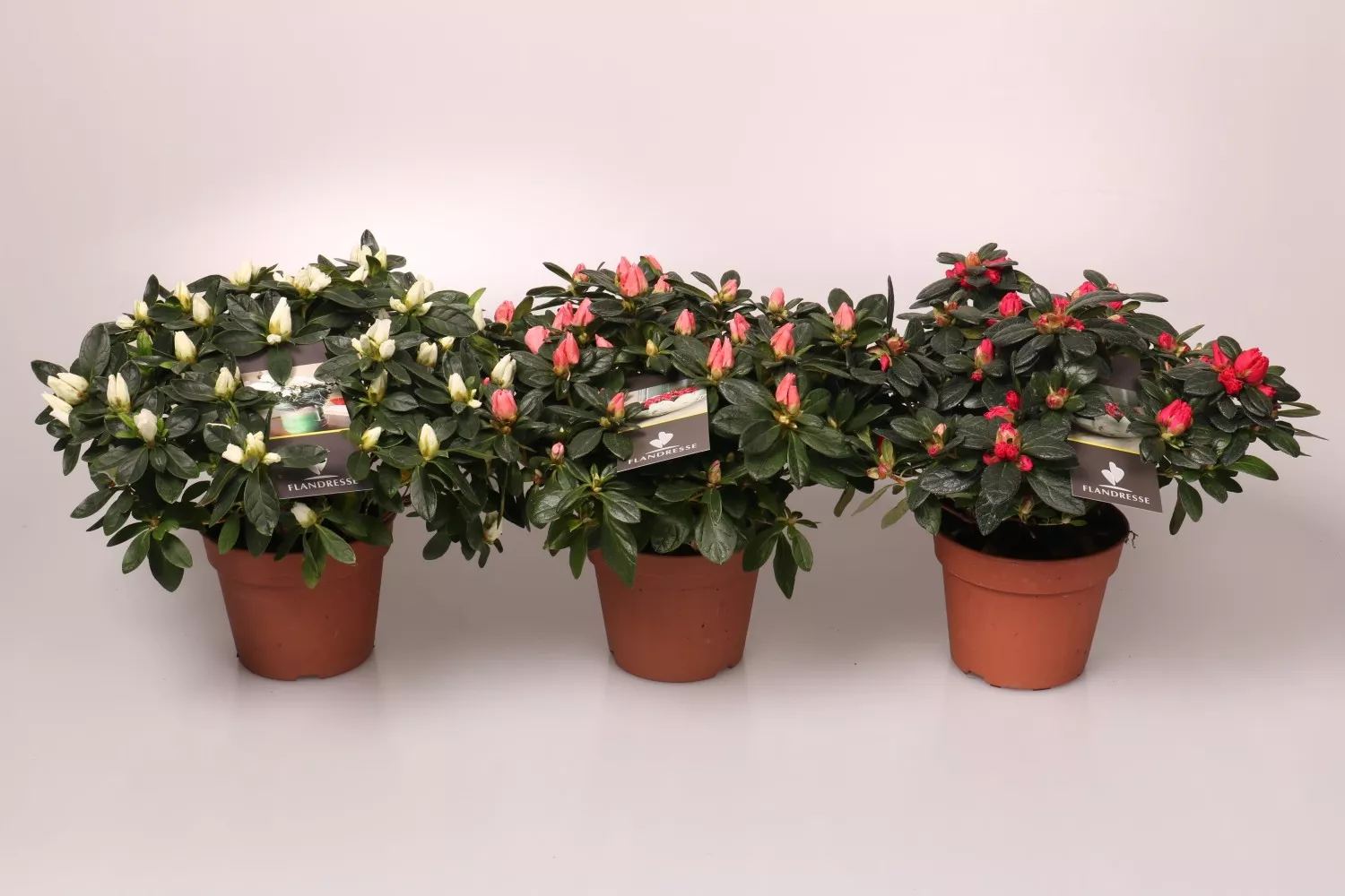 Азалия Симси микс d11 h17 