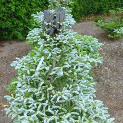 Растение пихта корейская Сильбер стар с2-3 3-летка Yos 