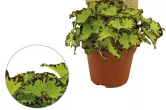 Бегония Рекс d8 