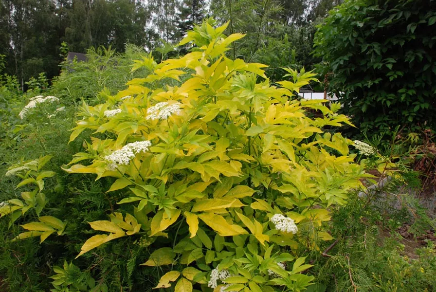 Бузина черная Аурея v2 Lav 