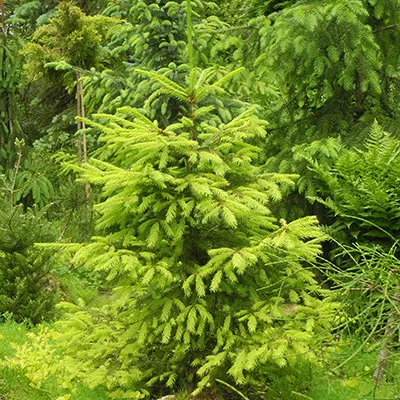 Растение ель обыкновенная Конка С5 CH 2017 