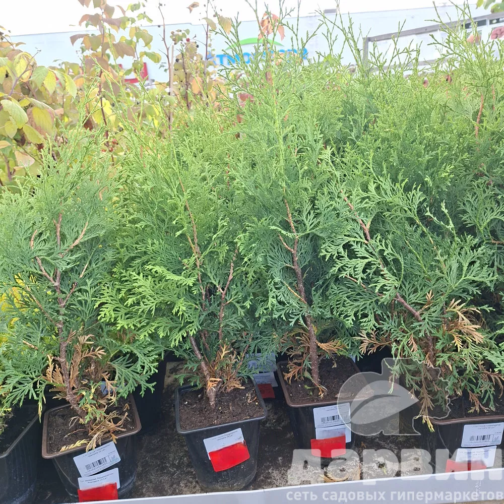 Туя западная Пирамидалис Компакта v2 Lav 