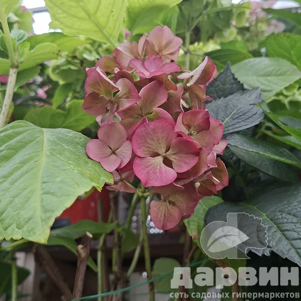 Гортензия крупнолистная v5 Tim 