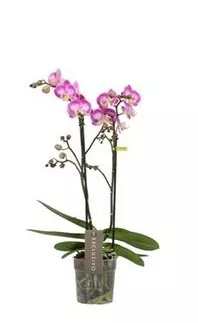 Фаленопсис 2 ст Купидо d12 h45 