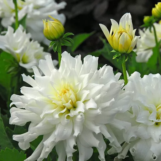 Клубень Георгина Аспен, 1шт/уп 