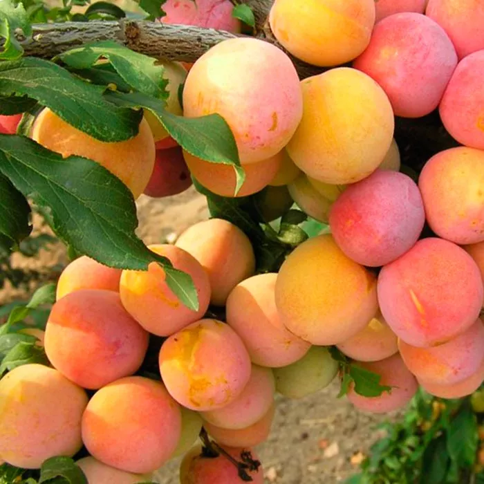 Алыча Принцесса v7 100-140 Lav 