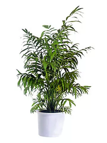 Хамедорея Элеганс d17 